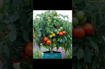Grow Tomatoes Like a PRO with This 1 Simple Trick!