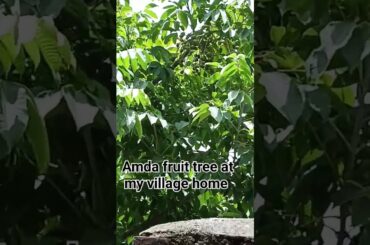 Amda fruit tree #shorts#youtubeshorts