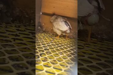 #kaadai #kaadaimuttai #healthybreakfast #healthyrecipes