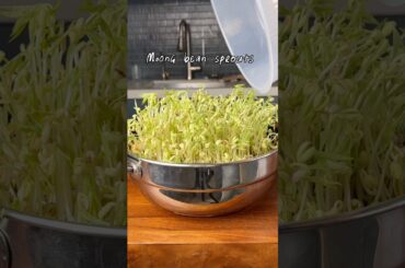 Long moong bean sprouts / how to make sprouts at home