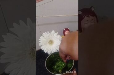 chutney recipe #healthy #recipe #garlic #viral#shorts