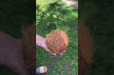 Coconut crack #coconut #virul #asmrfood #viruls