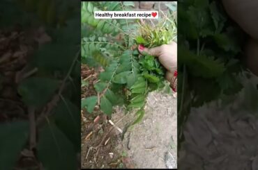 Healthy breakfast recipe#shorts #poharecipe