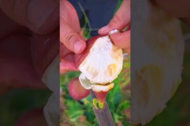 Slicing into a PERFECTLY ripe fig!