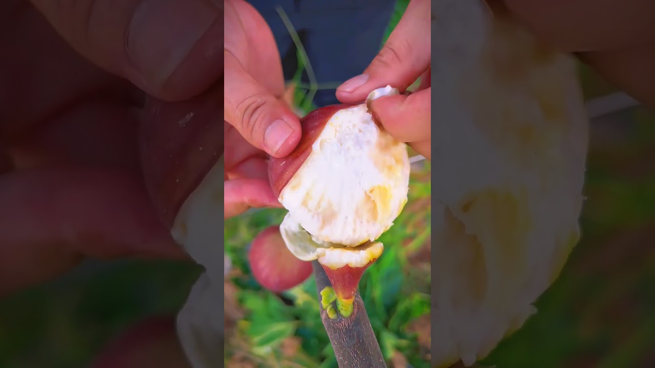Slicing into a PERFECTLY ripe fig! Slicing into a PERFECTLY ripe fig!