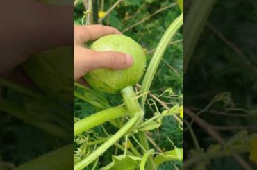 The Secrets of Pumpkin Power UNCOVERED!