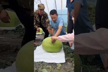 GIGANTIC Watermelon Weighs Over 100 Pounds!