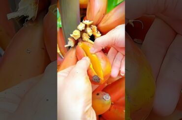 Discover the Mysteries of Red Bananas