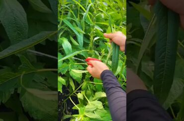 Sesame Seeds Go From PLANT to Plate!