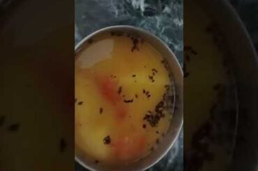 India most popular healthy food BBC #vlog