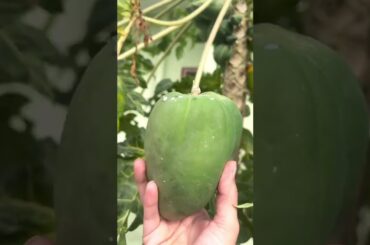 Papaya recipes for babies | Papaya kichidi | Healthy baby food | #shorts