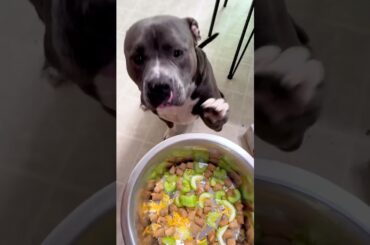 Easy and healthy lunch idea for your dog