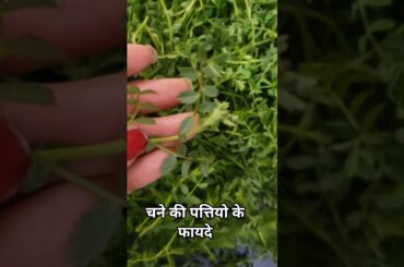 chana leaves benefits.#nutrition#health tips# healthy eating# leafy greens# natural remedies