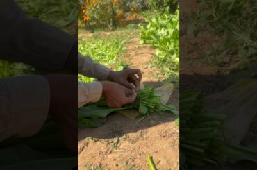Spinach Farming: Harvesting and Healthy Recipes #garden #gardening #organicfarming #spinachrecipe
