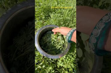 Green Sabji Recipe | Healthy Village Style Green Veg” #farming #villagelife #desi #villagevlog