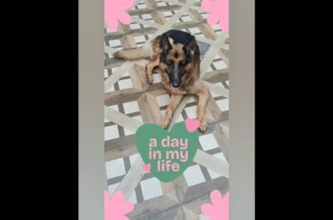 #shorts #food #love  #youtubeshorts #Dream_n_Do #viral #ytshorts