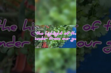 #shorts#Detox salad for weight loss#salad recipes#cutie vlogging