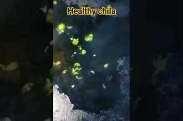 healthy snack #healthy#snacks #recipe #shorts #youtubeshorts