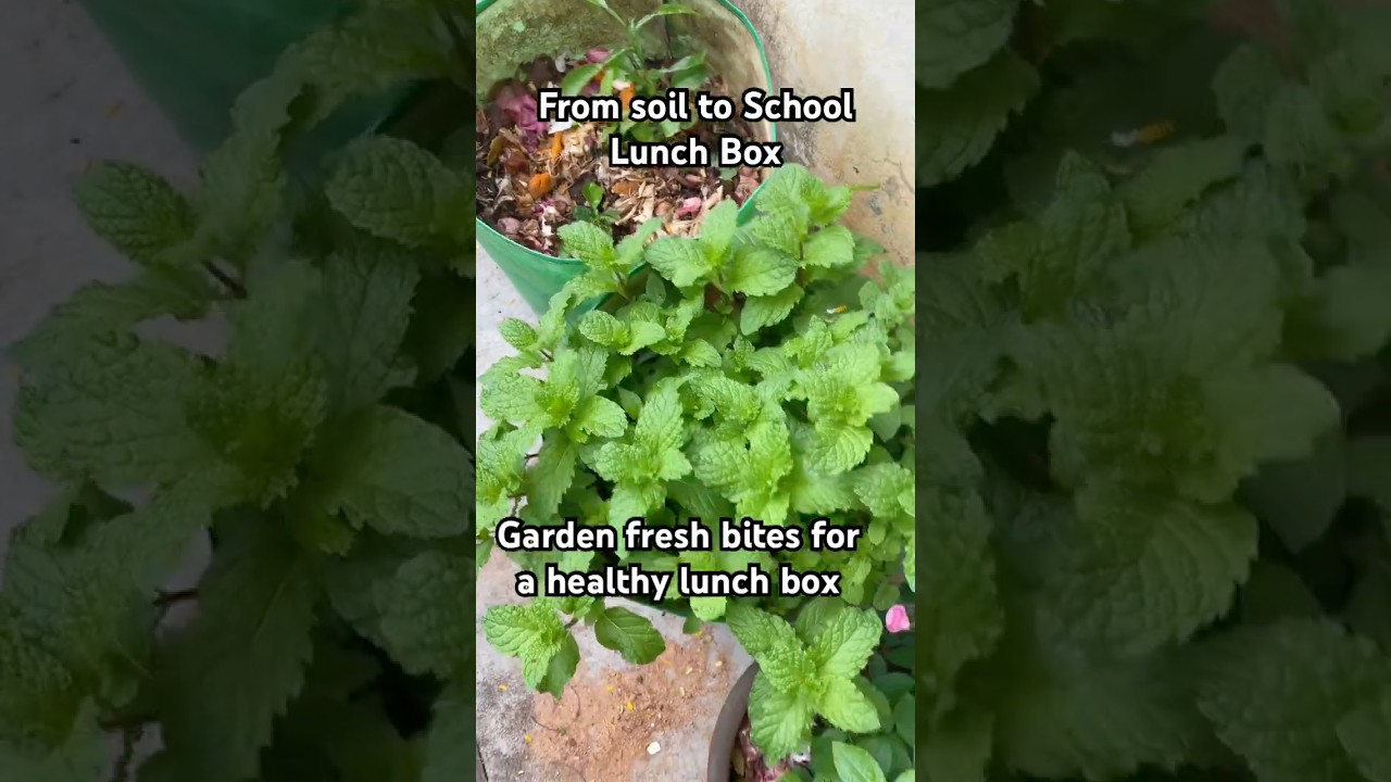 New Garden Setup | Healthy Lunch Box Recipes | Home Garden to Lunch Box New Garden Setup | Healthy Lunch Box Recipes | Home Garden to Lunch Box