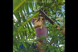 Healthy & Tasty Manipuri Famous Paknum #manipurihomemaker  #food #recipe #shorts