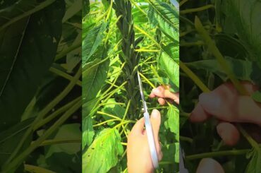 Harvesting DELICIOUS Sesame Seeds for a Tasty Snack!