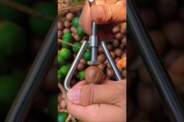 Discover the AMAZING Health Benefits of Macadamia Nuts!