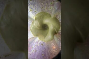 Weight Loss Green Smoothie | Mango, Pineapple & Spinach Fat-Burn Boost