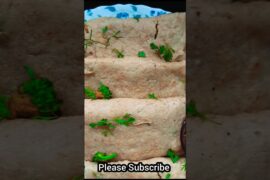 healthy breakfast recipe #food #recipe #cooking #foodie #viral #easyrecipe #indianfood#veganfood