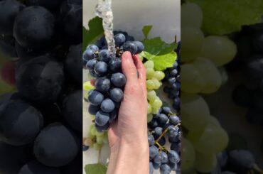 Top 5 amazing facts about food vegetable fruit factviral factsvideo factsreels factseducation trend