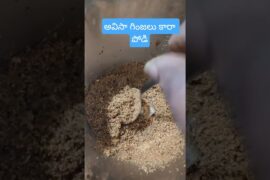 Healthy Avisaginjalukarapodi #rohinivlogs #healthyrecipes #avisaginjalu podi #viralvideo #ytshorts