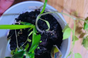 GREAT INDOOR PLANT IDEAS