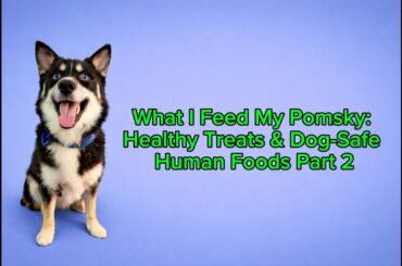 Feeding My Pomsky Healthy Snacks and Dog-Safe Human Food Ideas