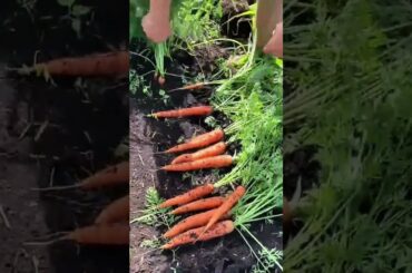 Harvesting Fresh Carrots From Organic Soil For Healthy Recipes And Professional Agriculture