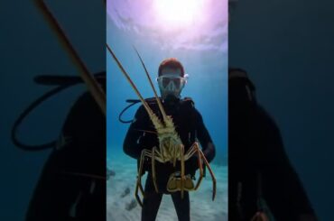 Hunting Giant Lobsters in the Blue Ocean - Underwater Adventure!| EatHealthyVietnam #LobsterHunting