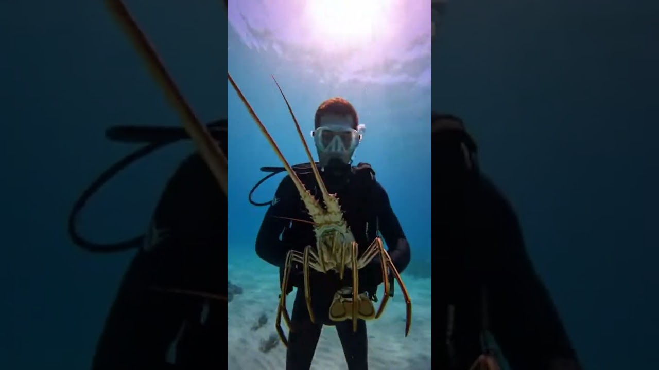 Hunting Giant Lobsters in the Blue Ocean – Underwater Adventure!| EatHealthyVietnam #LobsterHunting Hunting Giant Lobsters in the Blue Ocean - Underwater Adventure!| EatHealthyVietnam #LobsterHunting