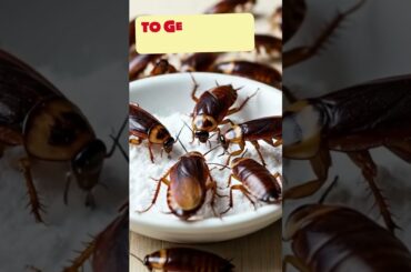 How To Get Rid of Cockroaches With Baking Soda & Sugar