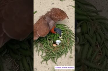 Birds build nests in a unique way to protect their eggs from salamanders. #wildlife #animals #birds