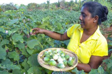 Fried chicken sambol / If you make it this way, it can be kept for a month. village kitchen recipe