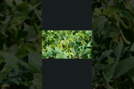 healthy dinner ideas for weight loss #food #shorts #health #soybean #sleep #subscribe #like #share