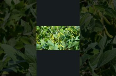 healthy dinner ideas for weight loss #food #shorts #health #soybean #sleep #subscribe #like #share