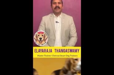 Healthy meal at home for Dogs