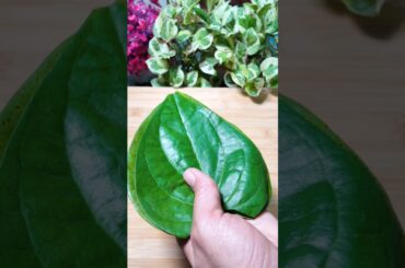 Dr Robin Sharma's SECRET Paan Shake Recipe For Gut Health! #shorts #ayurveda #guthealth