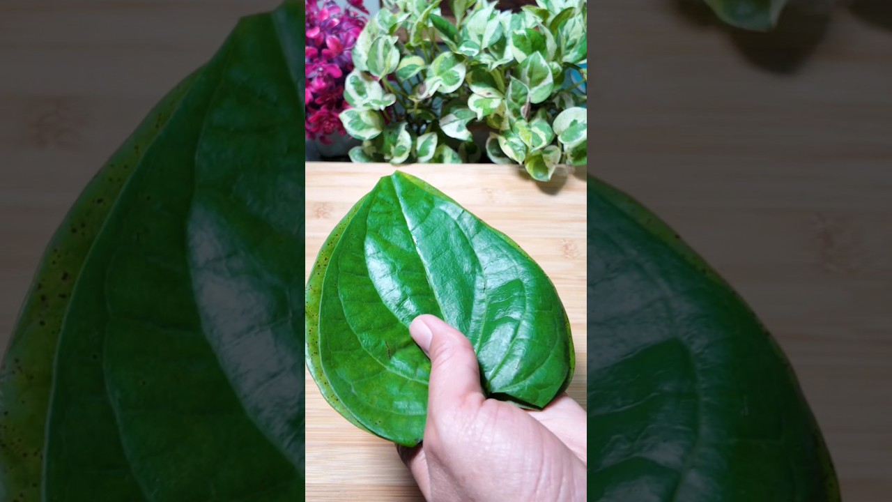 Dr Robin Sharma’s SECRET Paan Shake Recipe For Gut Health! #shorts #ayurveda #guthealth Dr Robin Sharma's SECRET Paan Shake Recipe For Gut Health! #shorts #ayurveda #guthealth