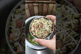 weightloss recipe Sprouts pulao #fatburningsecrets #weightlossdiet #weightlossrecipes#viralshort