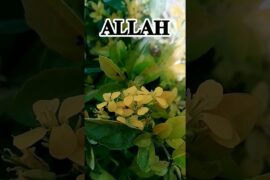 Agr Allah chahte khel ki chizein banae.. #trending#youtubeshorts#shorts#viral#shortvideo#love#short