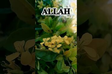 Agr Allah chahte khel ki chizein banae.. #trending#youtubeshorts#shorts#viral#shortvideo#love#short