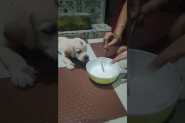 35 days old puppy cerelac feeding#cerelac #droolingfood #labrador