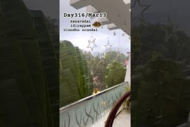 Day316:RasaVadai #food #cooking #tamil #recipe #lunch #home #kitchen #school #rasam #health #rain