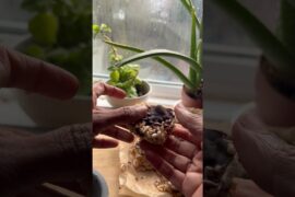 Chocolate Rice Puffs Bar | Easy No-Bake Healthy Snack Recipe