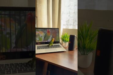 Lazy morning vlog #kannada #dailyvlog #cooking #groceryshopping #recipe #omelet  #healthy #breakfast